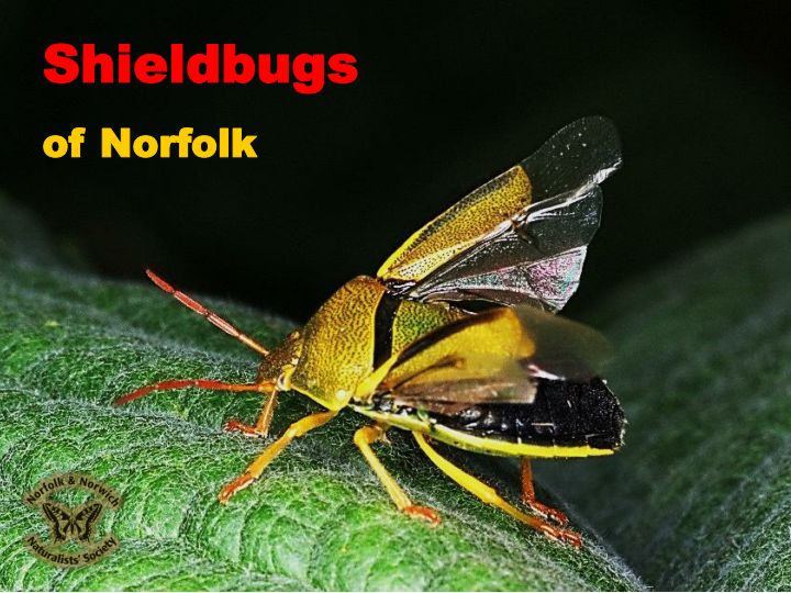 Norfolk Insects Species Guides